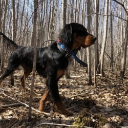Springset gordon setter sales