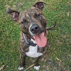 embark