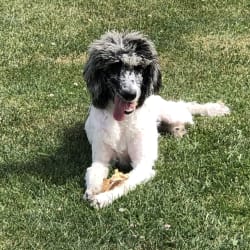 Catoctin furnace standard poodles discount