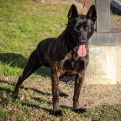 Pegge police dogs 2025