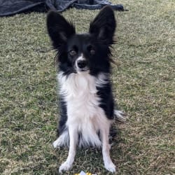 Border collie papillon mix deals