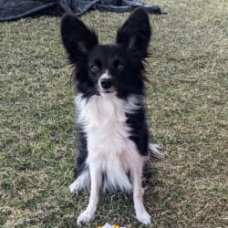 Papillon sale collie mix