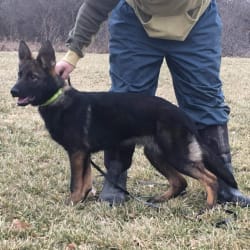 Weberhaus gsd sales