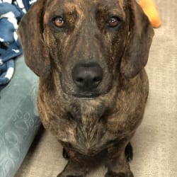 Brindle top basset hound