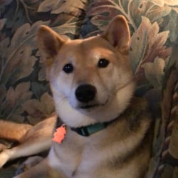 Shiba Inus Dog Breed Info Photos Common Names And More Embarkvet
