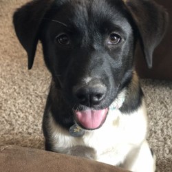Kona bear dog breed store
