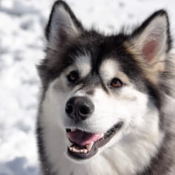 Alaskan Malamutes Dog Breed Info Photos Common Names And More