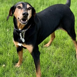 Doberman coonhound clearance