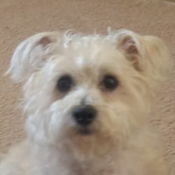 Cairn terrier bichon mix store