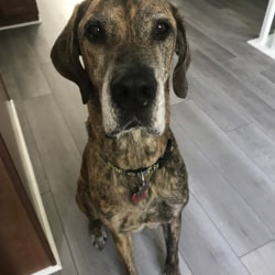 Great dane coonhound mix sales