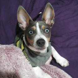 Teddy Roosevelt Terriers Dog Breed Info Photos Common Names And More Embarkvet