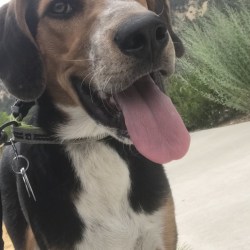 Border collie walker hound mix deals