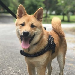 Shiba Inus Dog Breed Info Photos Common Names And More Embarkvet