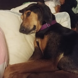 Coonhound doberman mix clearance