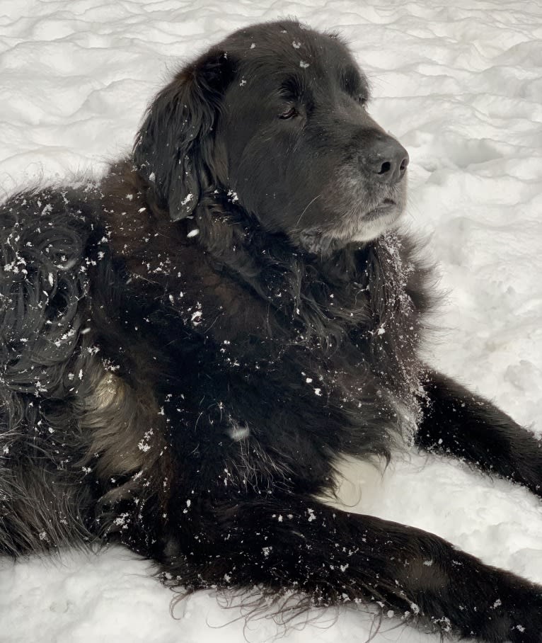 Buddha, a Saint Bernard and Golden Retriever mix tested with EmbarkVet.com