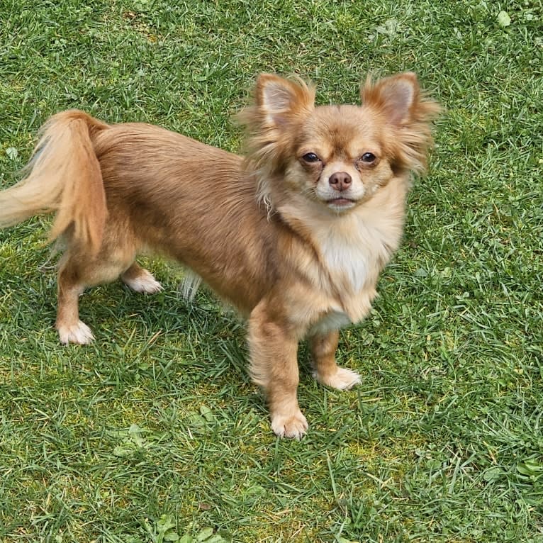 Cinna, a Chihuahua tested with EmbarkVet.com