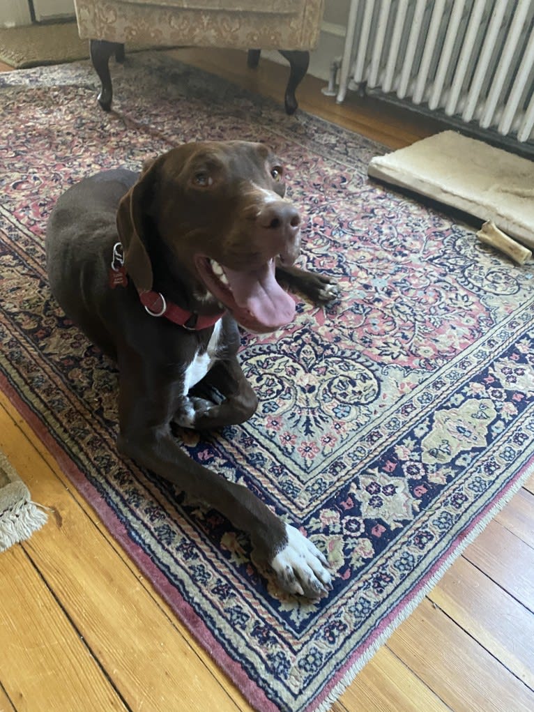 Franklin Hans Neidermeyer, a Pointer and German Shorthaired Pointer mix tested with EmbarkVet.com