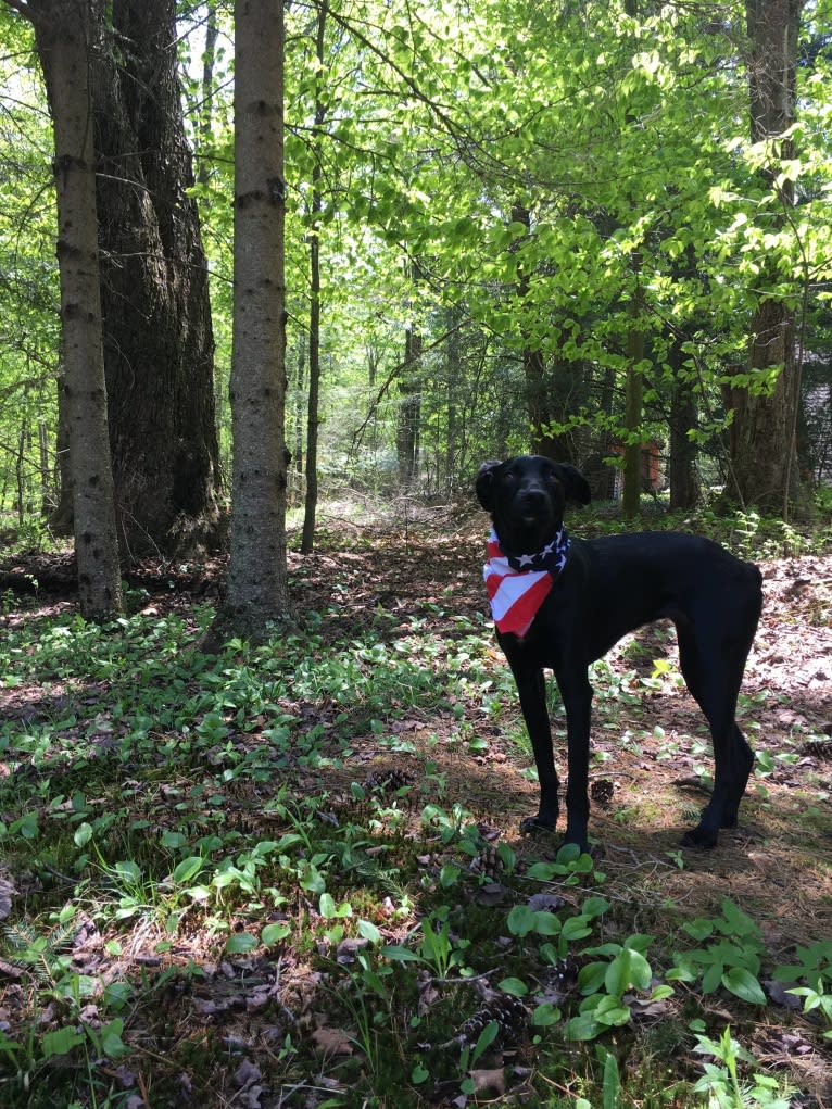 Pepper, an European Village Dog and Dalmatian mix tested with EmbarkVet.com