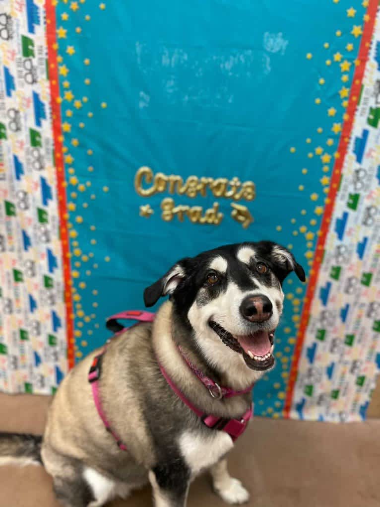 Keira, an Alaskan Malamute and Siberian Husky mix tested with EmbarkVet.com