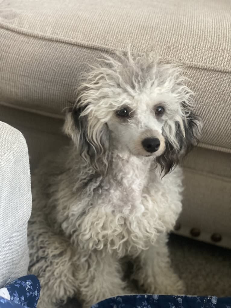 Karma, a Poodle (Small) tested with EmbarkVet.com