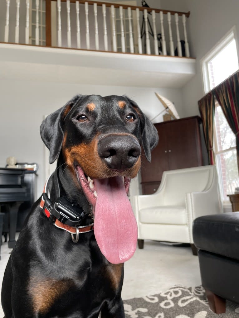 Arlo, a Doberman Pinscher tested with EmbarkVet.com