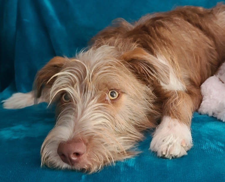 Jojo, a Miniature/MAS-type Australian Shepherd and Australian Shepherd mix tested with EmbarkVet.com