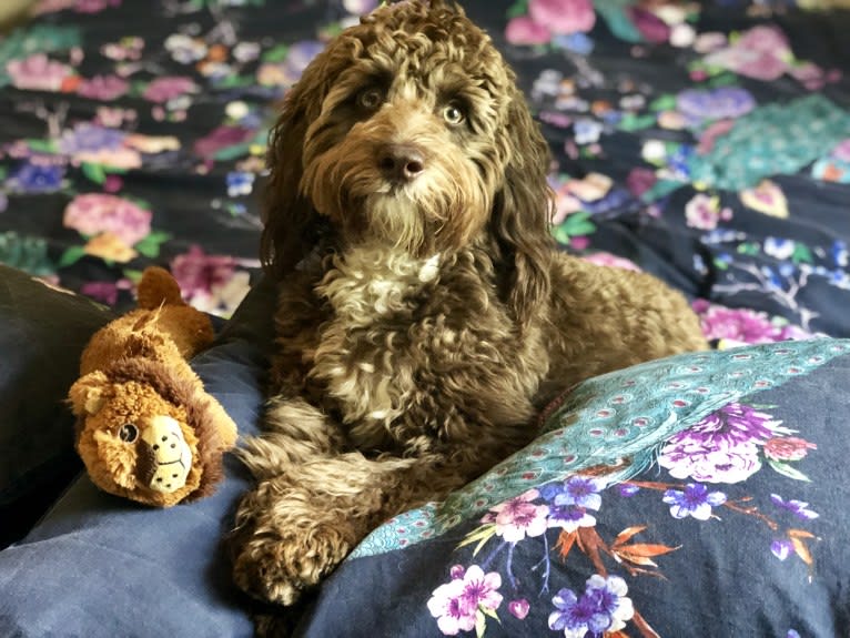 Koda, an English Cocker Spaniel (Working Type) and Poodle (Small) mix tested with EmbarkVet.com