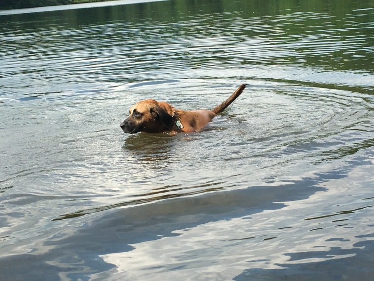 Buster, a Labrador Retriever and Beagle mix tested with EmbarkVet.com