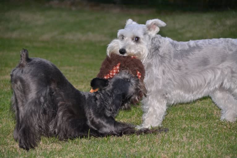 SPARTA, a Miniature Schnauzer tested with EmbarkVet.com