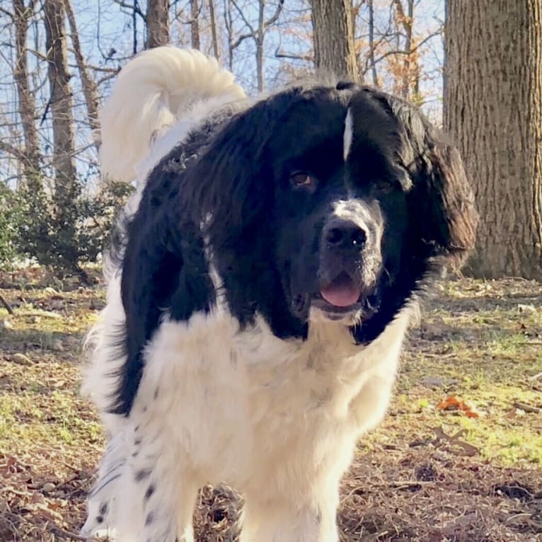 Huey, a Newfoundland tested with EmbarkVet.com