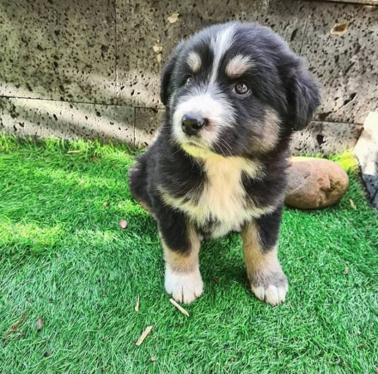 Pooka, an European Village Dog and Caucasian Ovcharka mix tested with EmbarkVet.com