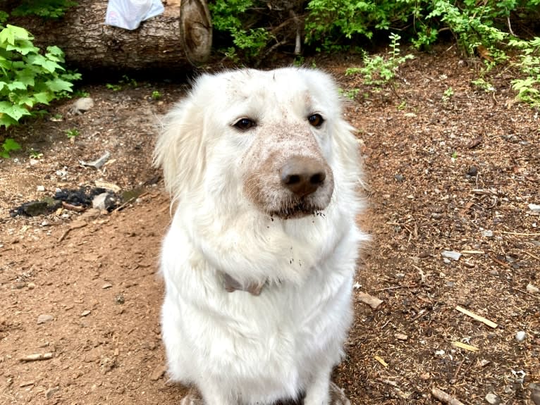 Maci, a Great Pyrenees tested with EmbarkVet.com