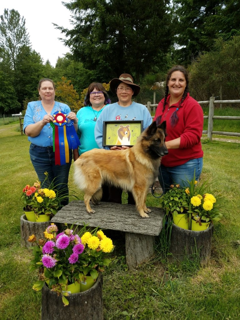 Tuarie, a Belgian Shepherd tested with EmbarkVet.com