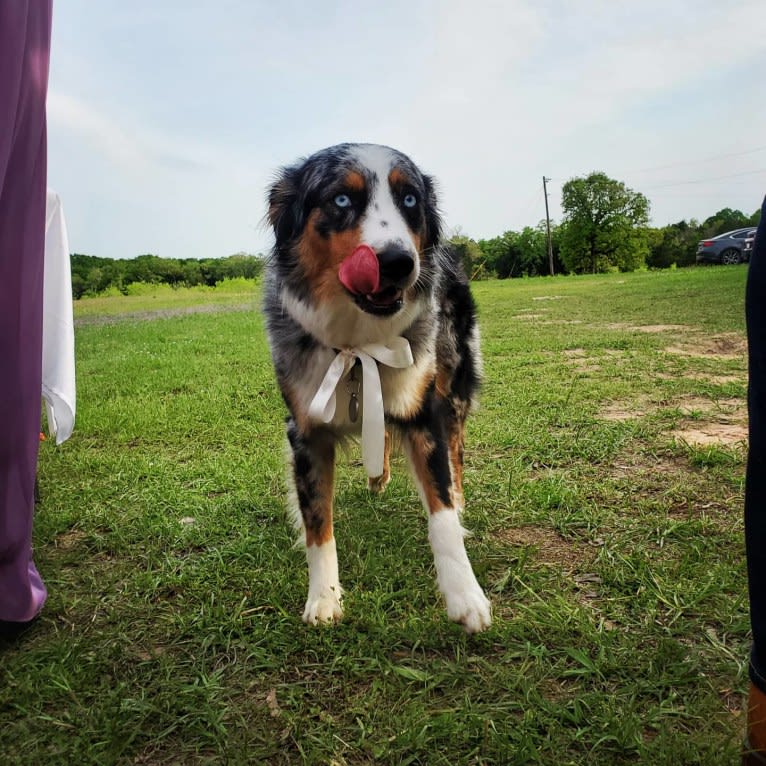 Ellie Einstein Cow Creek Aussies, an Australian Shepherd tested with EmbarkVet.com