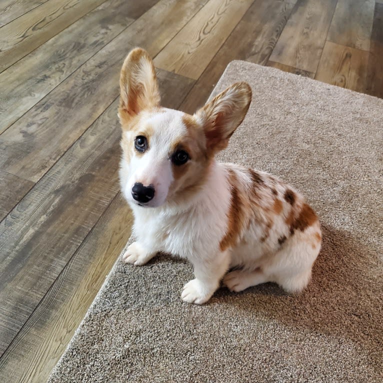 Bonnie, a Pembroke Welsh Corgi tested with EmbarkVet.com