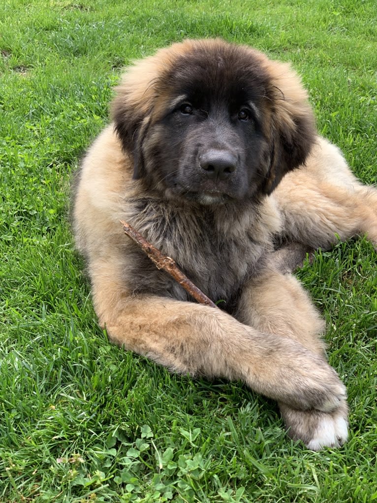 Ryker Mae Aveline von Alpensee, a Leonberger tested with EmbarkVet.com