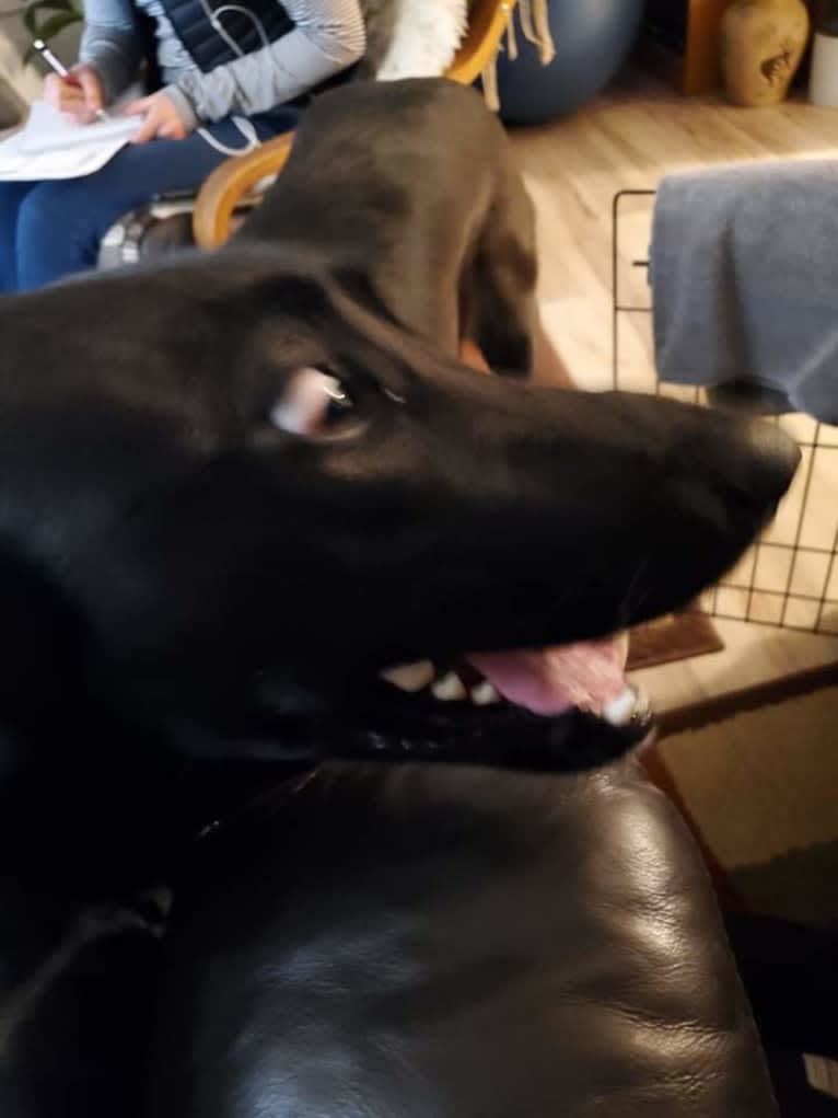 Phobos, a Labrador Retriever and Alaskan-type Husky mix tested with EmbarkVet.com