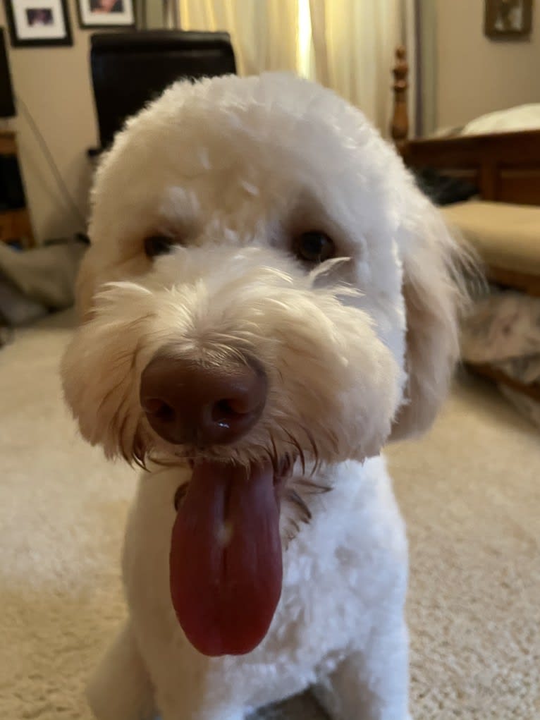 Orie, a Goldendoodle tested with EmbarkVet.com