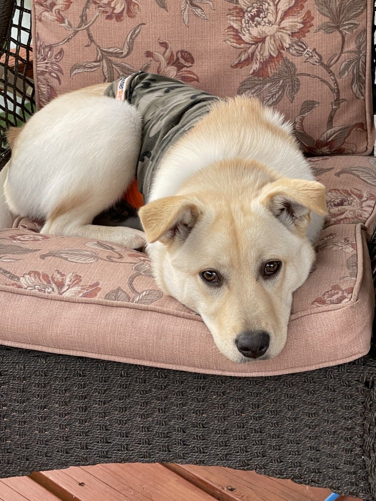 Nala, a Labrador Retriever and Chow Chow mix tested with EmbarkVet.com