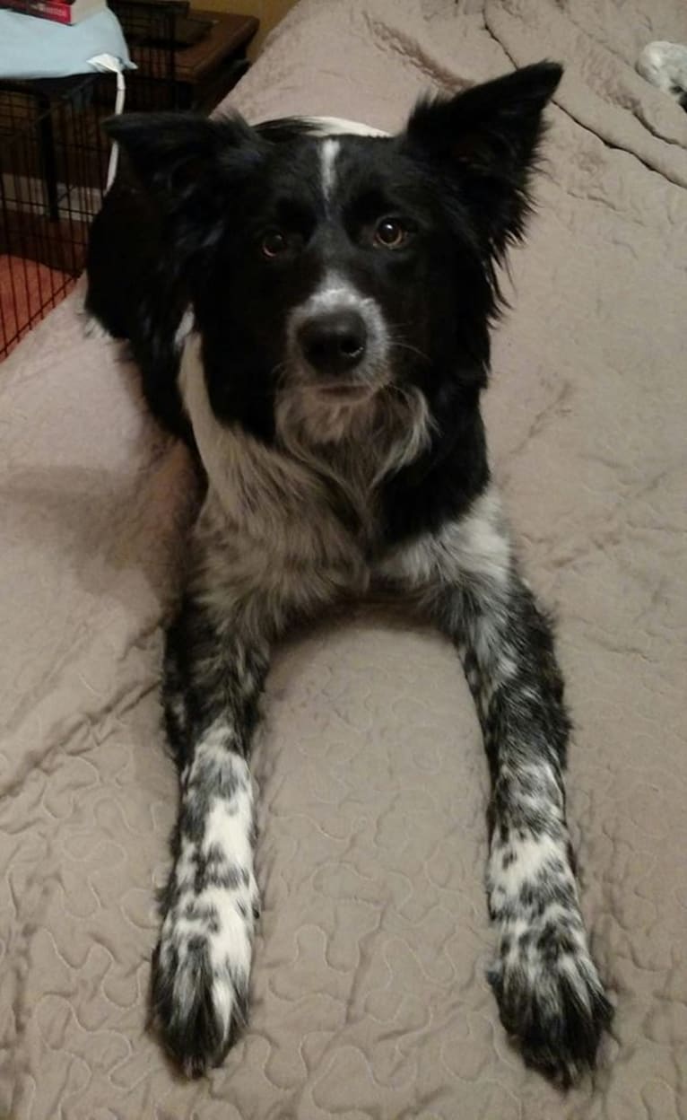 Friday, a Border Collie and Australian Cattle Dog mix tested with EmbarkVet.com