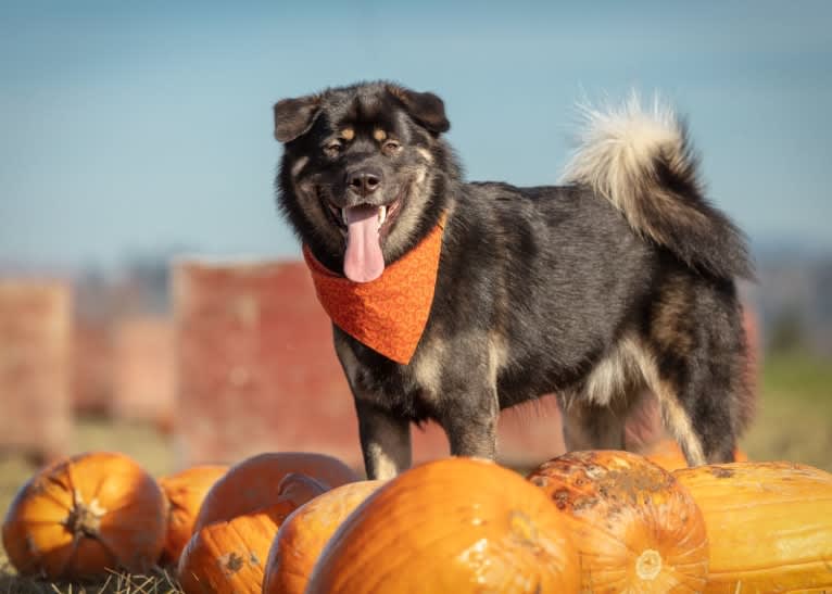 Kaiju Bear, an Akita and Alaskan Malamute mix tested with EmbarkVet.com