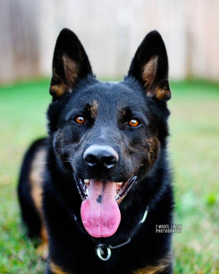 Canon, a German Shepherd Dog tested with EmbarkVet.com