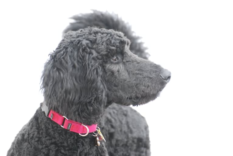 Tynan, a Poodle (Standard) and Labrador Retriever mix tested with EmbarkVet.com