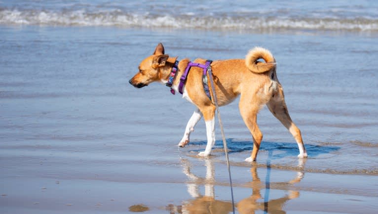 Alice, a Chihuahua and Australian Cattle Dog mix tested with EmbarkVet.com