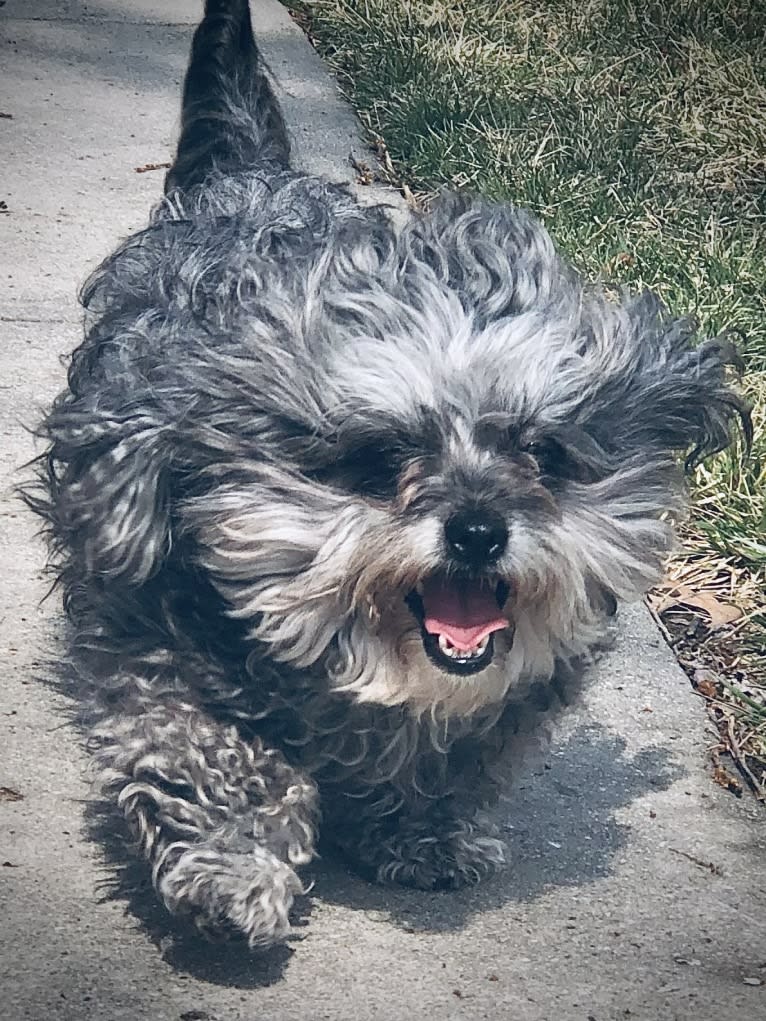 Dolly, a Bichon Frise and Poodle (Small) mix tested with EmbarkVet.com