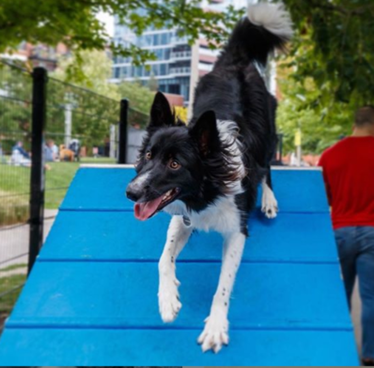 Pilot, a Border Collie and Australian Shepherd mix tested with EmbarkVet.com