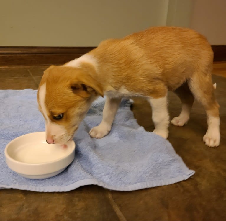 Cid, a Boxer and Australian Cattle Dog mix tested with EmbarkVet.com