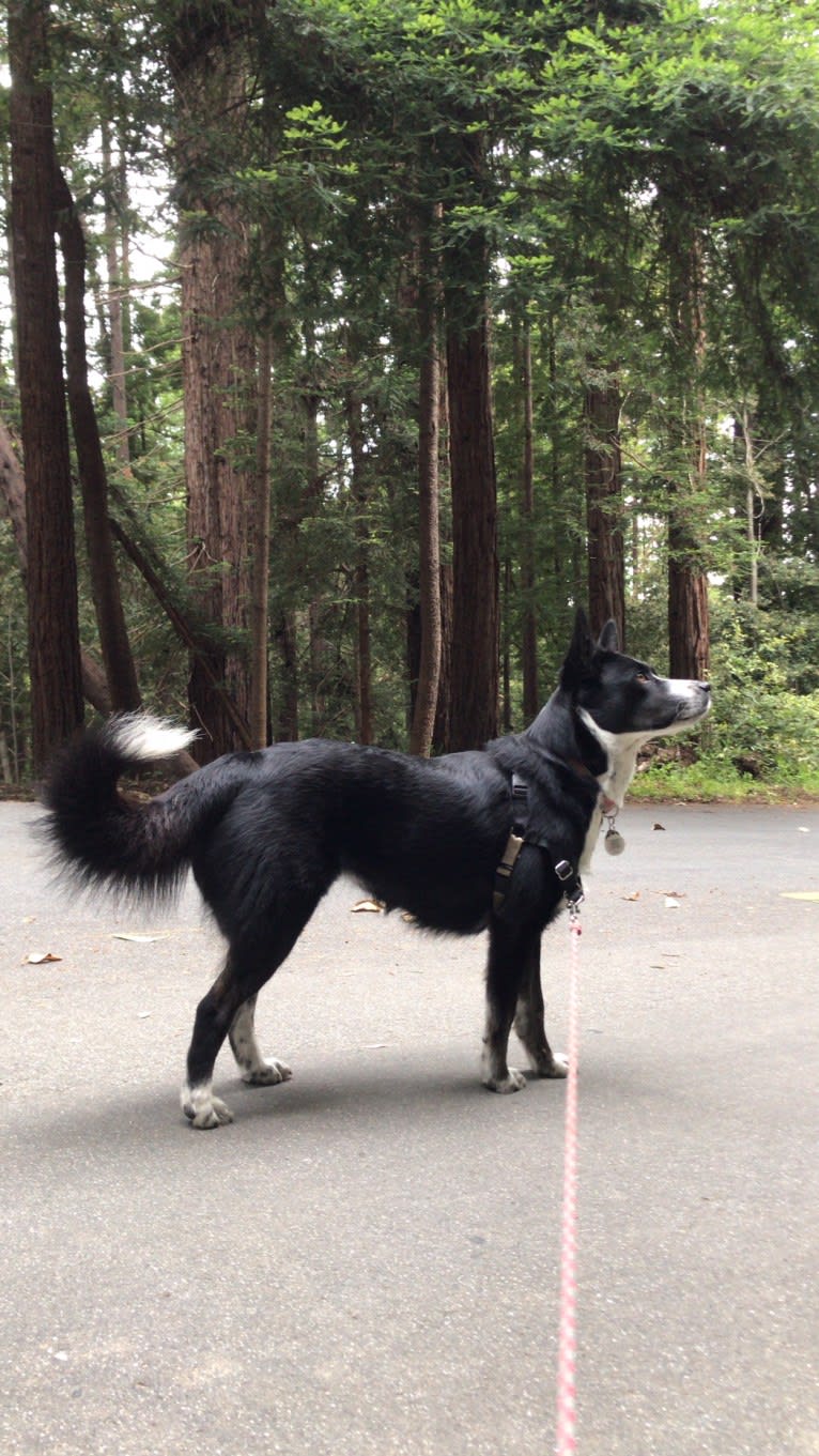 Ryder, a Siberian Husky and Australian Cattle Dog mix tested with EmbarkVet.com