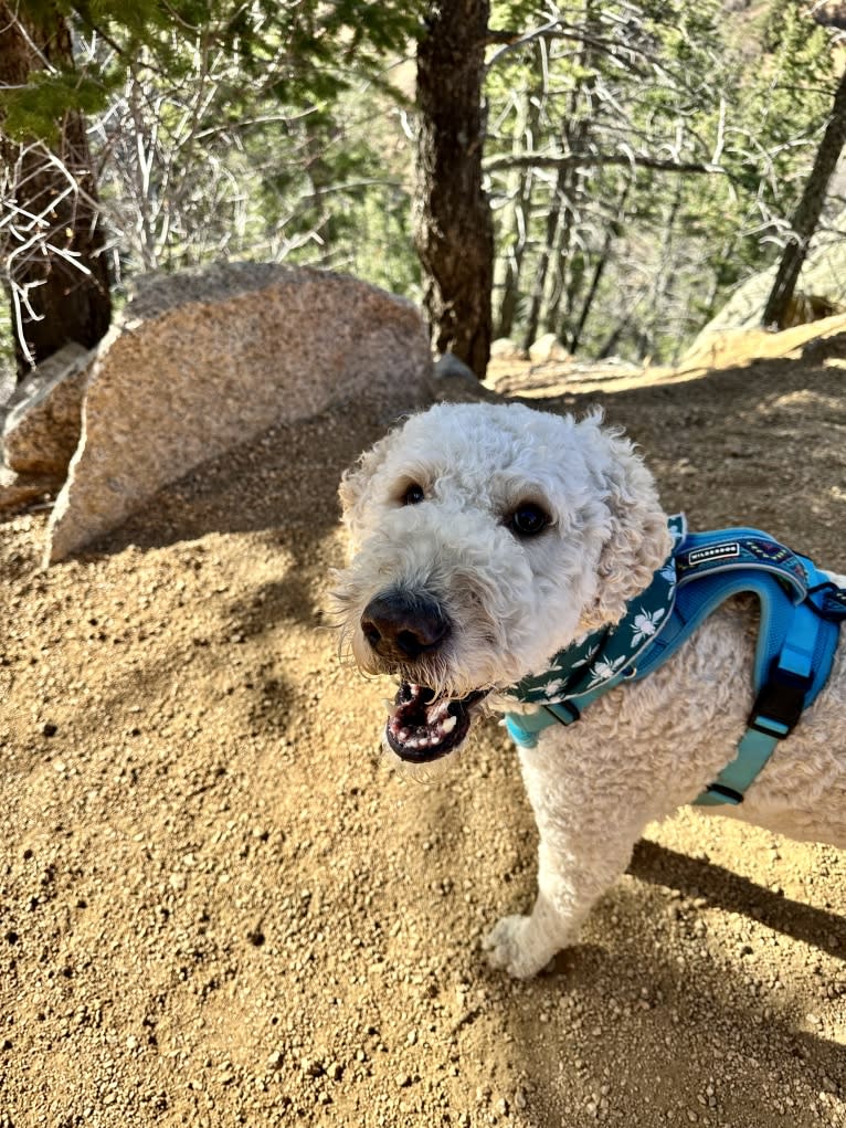 Hunter, a Goldendoodle tested with EmbarkVet.com