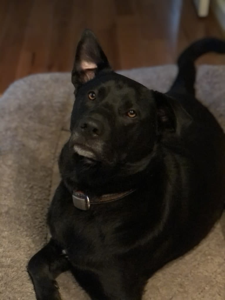 Lucas, a Chow Chow and Labrador Retriever mix tested with EmbarkVet.com